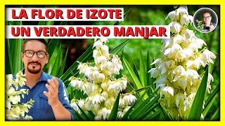 LA FLOR DE IZOTE  UN VERDADERO MANJAR  Asi preparo la flor de izote con huevo  Gio de la Rosa [upl. by Hplar898]