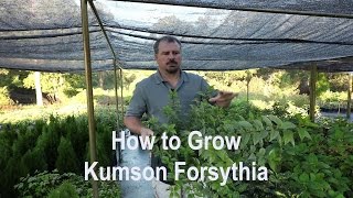 How to grow Kumson Forsythia Variegated with detailed description [upl. by Neeham748]