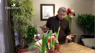 Comment faire fleurir un bulbe damaryllis   Truffaut [upl. by Patric]