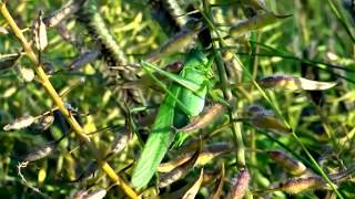 Stridulating Green BushCrickets Tettigonia viridissima  20130804 [upl. by Chelsea56]