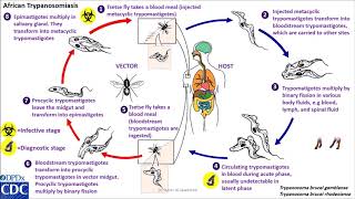 Trypanosomaiasis African life cycle [upl. by Edahs]