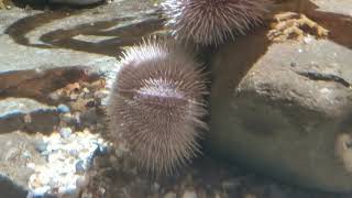 Common Sea Urchin Echinus esculentus [upl. by Meid]