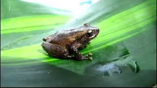 Endemic  frogs  Cachabi Robber Frog  Pristimantis achatinus  rainfrog [upl. by Whitaker]