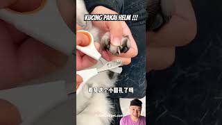 Kucing pakai helm cat apliances pets utensilssmarthome cute funny cutecat [upl. by Ronyam]