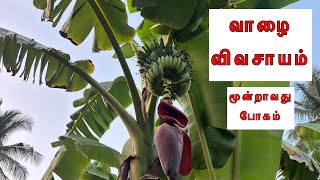 வாழை விவசாயம் மூன்றாவது போகம் வாழை [upl. by Elumas]