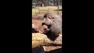 Hamadryas Baboon Enrichment [upl. by Itin]