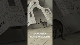 Savannah kittens in a haunted house song love halloween kittens play [upl. by Mcquoid]