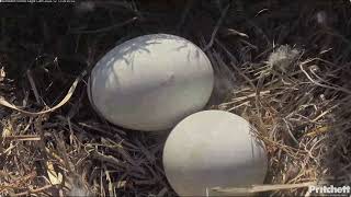 The first egg of F23 and M15 begin to hatch Southwest Florida Eagle Cam [upl. by Assinna]