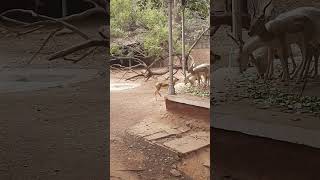 A Deer in Gwalior zoo 1 [upl. by Paradies]