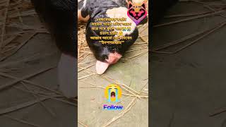 স্বপ্ন আর নেই abnormal birth calf cow nature animals delivery dairy farm reels shorts [upl. by Natek]