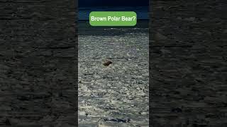 Was that a Brown Polar Bear [upl. by Ttereve]