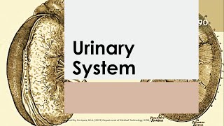 Basic Anatomy amp Physiology 18 URINARY SYSTEM Reference Seeleys [upl. by Arot]