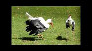 Klapperne Störche  Storks at flirting [upl. by Halimeda]