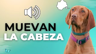 Sonidos para Perros Para Que Muevan la Cabeza  Ruidos y Effectos [upl. by Ednil360]