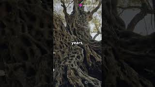 Meet Methuselah The 4800YearOld Tree [upl. by Yazbak671]