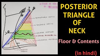 Posterior Triangle of Neck  Triangles of Neck  Head amp Neck [upl. by Souvaine]