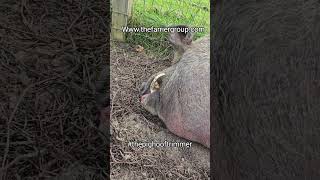 pig hoof trimming thepighooftrimmer thefarriergroup [upl. by Hyacinthe]