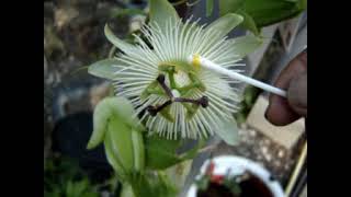 pollinisation dune passiflore  fruit de la passion [upl. by Rhodes]