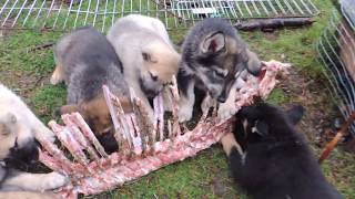 German Shepherd Mix Puppies vs Venison Carcass pt 2 [upl. by Elene]