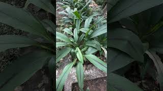 Curcuma caesia leaves [upl. by Barbaraanne]