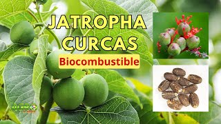 JATROPHA CURCAS BIOCOMBUSTIBLE PESTICIDA FUNGICIDA MEDICINA Sistema AgoforestalSilvopastoril [upl. by Enimrac467]