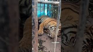 Harimau Sumatera Masuk Kandang Jebak di Kabupaten Pasaman Minggu 04022024 [upl. by Sandor]