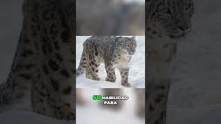 Descubriendo el Irbis El Leopardo de las Nieves curiosidades biodiversidad sabiasque [upl. by Madel723]