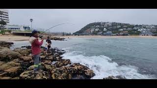 See a professional catching two mallet at the same time in Plettenberg Bay Beacon Isle Hotel [upl. by Ybok]