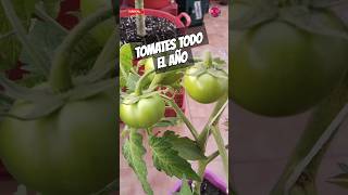 Cómo Cultivar Tomates 🍅🍅 Todo El Año Cultivo En Macetas Con Muchos Éxitos Seguros shorts [upl. by Masson]