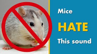 Mice Repellent Sound  Say GOODBYE MICE with this Ultrasonic Mouse Deterrent [upl. by Stempson513]