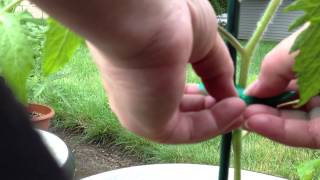 How to Mulch and Stake Container Tomato Plants [upl. by Aner]