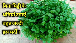 धनियाँ उगायें बिना मिटटी बहुते जल्दी  How to Grow Coriander  Home Garden me Dhaniya kaise ugaye [upl. by Divadnhoj]