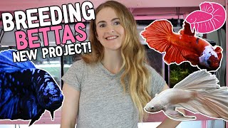 Breeding Beautiful Bettas on the New Fish Rack Step by Step Avatar Platinum White and Koi [upl. by Reidar]