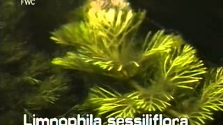 How to identify Limnophila Limnophila sessiliflora [upl. by Aneerb6]