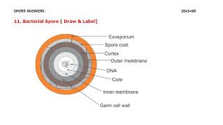 2nd year DMLT Microbiology solved question paper  2019 Annual Exam [upl. by Stearns]