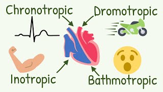 Chronotropic Inotropic Dromotropic Bathmotropic Actions Explained  Cardiac Tropism [upl. by Renee584]