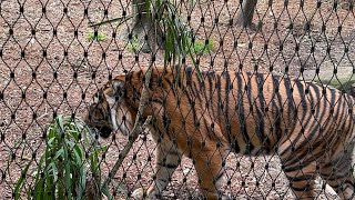 Taronga zoo Sydney wild lifeanimal planetdiscoveryzoo in Australia🇦🇺 [upl. by Aicnelav]