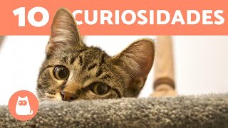 10 CURIOSIDADES de los GATOS que no conocías  ¡Te sorprenderán [upl. by Archambault365]