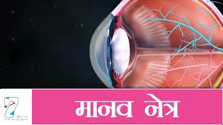 मानव नेत्र  The Human Eye  Hindi [upl. by Leile]