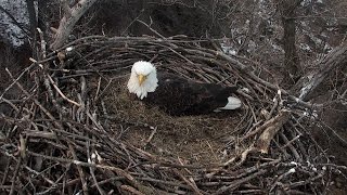 Eagle Cam 2015  The Video [upl. by Kale]