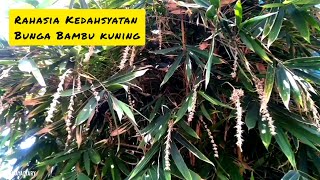 Manfaat amp Fungsi Mistis Bunga Bambu Kuning [upl. by Iover]