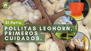 El Patio Crianza y Producción  Pollitas Leghorn primeros cuidados [upl. by Cayla]