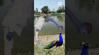 New water drinking💦💧🦚 videio amp peacock hardworking video shorts [upl. by Lalittah]