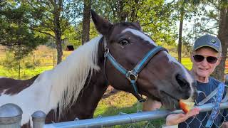 Ros Feeds a Horse of Course [upl. by Tray880]