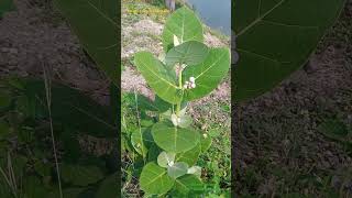 All Parts of Calotropis procera plant are Poisonous Identify the Poisonous Plants poisonousplants [upl. by O'Callaghan]