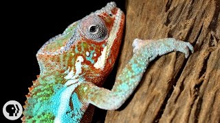 Natures Mood Rings How Chameleons Really Change Color  Deep Look [upl. by Nolrac526]