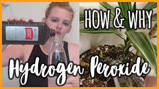 How amp Why to Use Hydrogen Peroxide on Your Plants [upl. by Asecnarf409]