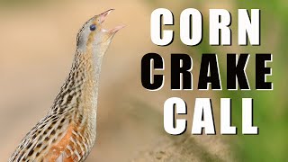 CORNCRAKE call  bird sounds [upl. by Jereld]