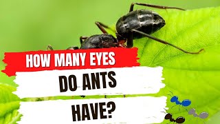 How Many Eyes Do Ants Have [upl. by Myra]