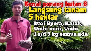 Baru kenal porang langsung tanam 5 hektar [upl. by Aural]